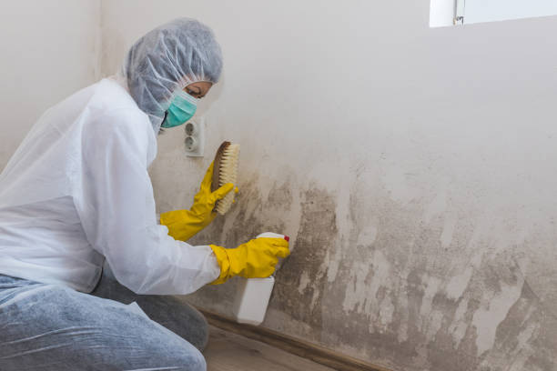 Best Residential Mold Inspection & Testing  in Amboy, IL