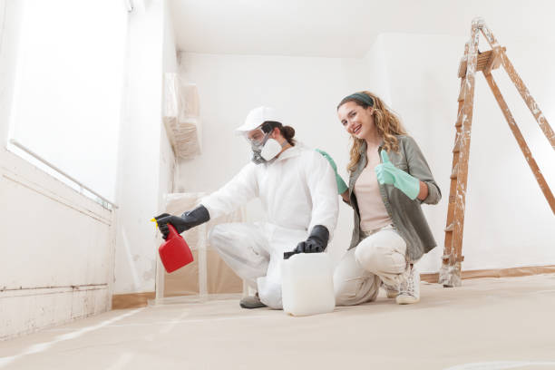 Best Black Mold Removal  in Amboy, IL