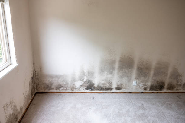 Best HVAC Mold Inspection and Cleaning  in Amboy, IL